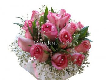 Roses pink and white Dulche Vita